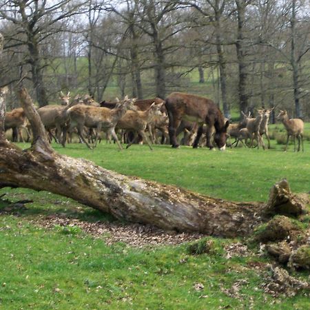 Hotel Le Pit Lessac Zewnętrze zdjęcie