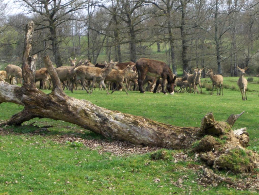 Hotel Le Pit Lessac Zewnętrze zdjęcie